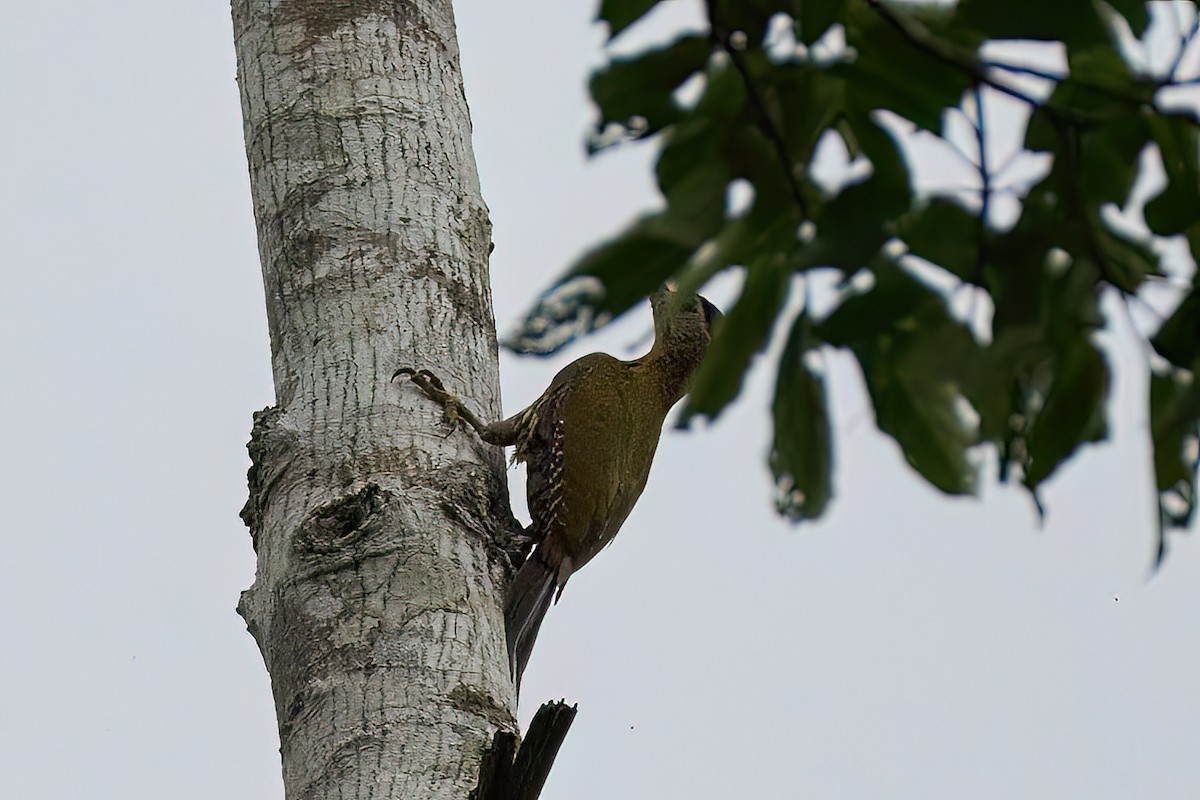 Ebird Checklist Aug Kaeng Krachan Np General Area