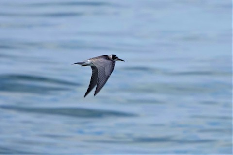 Black Tern - Karen Thompson