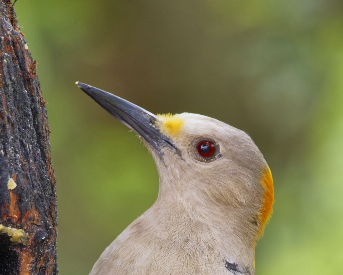 Golden-fronted Woodpecker - ML603364831