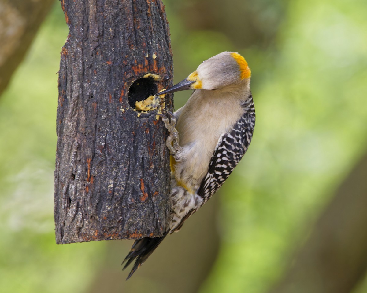 Golden-fronted Woodpecker - ML603364841