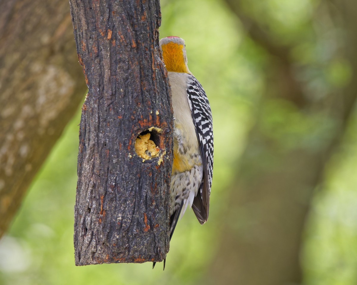 Golden-fronted Woodpecker - Mark Conner