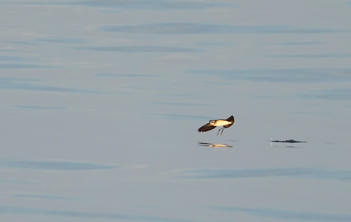 White-faced Storm-Petrel - ML603366081