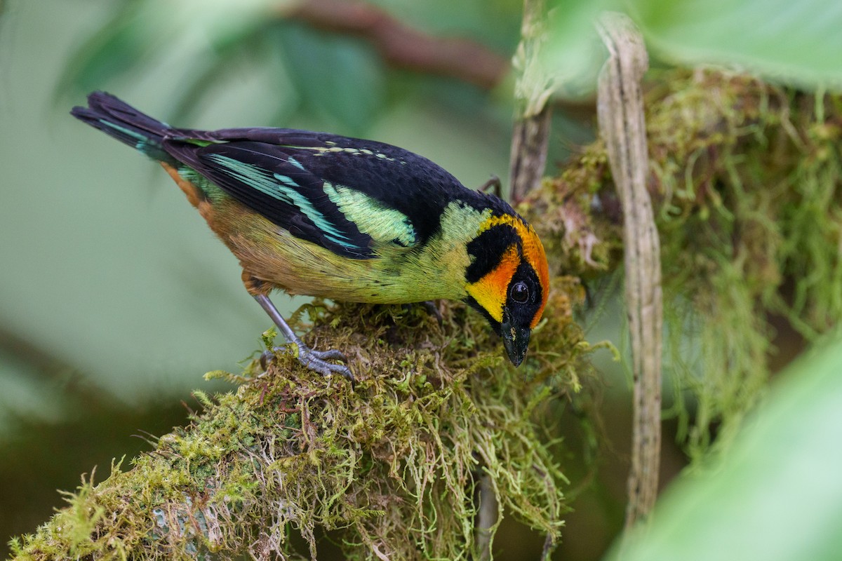 Flame-faced Tanager - ML603367711