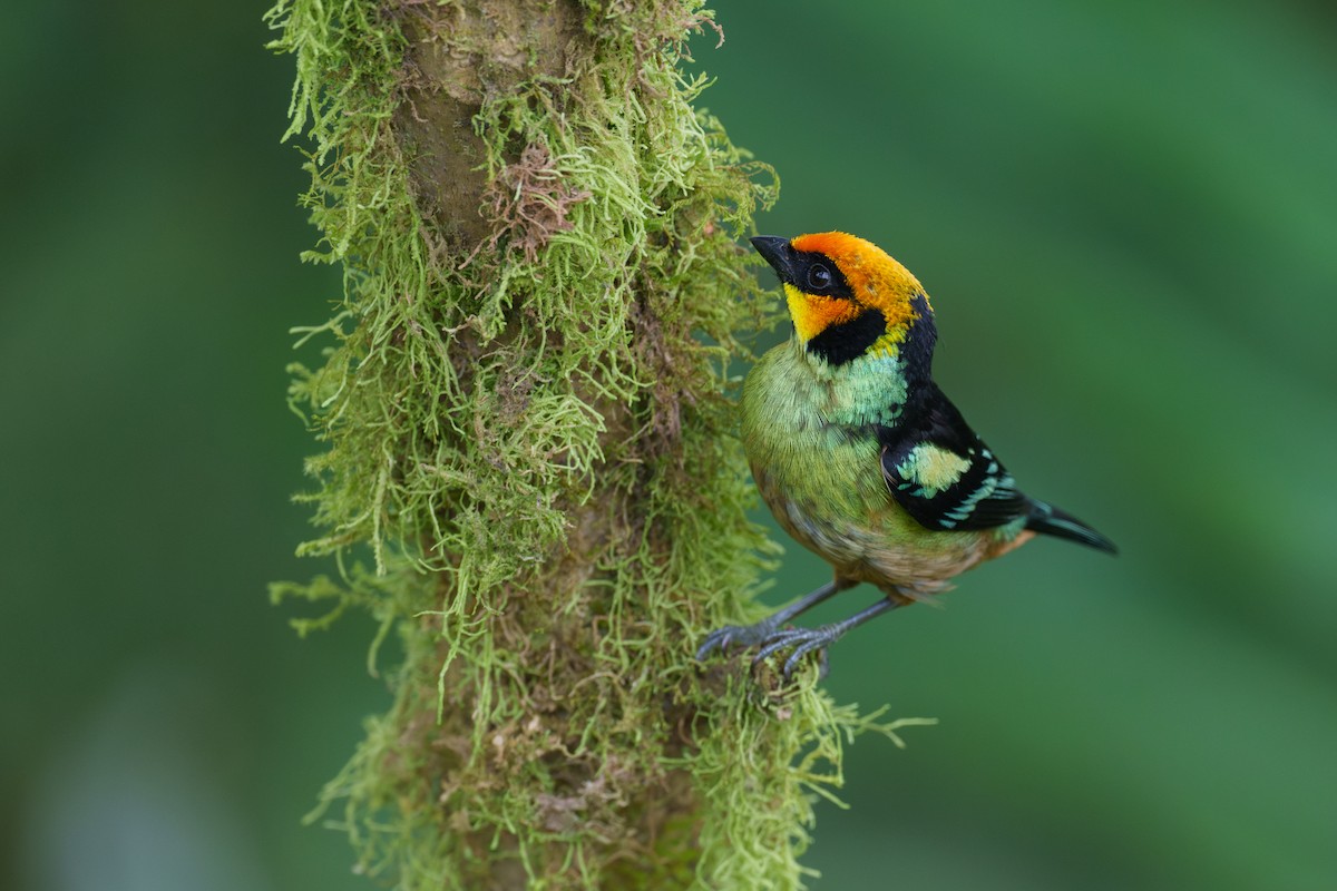 Flame-faced Tanager - ML603367721