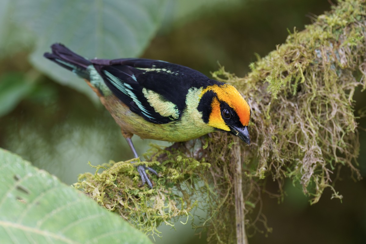 Flame-faced Tanager - ML603367741