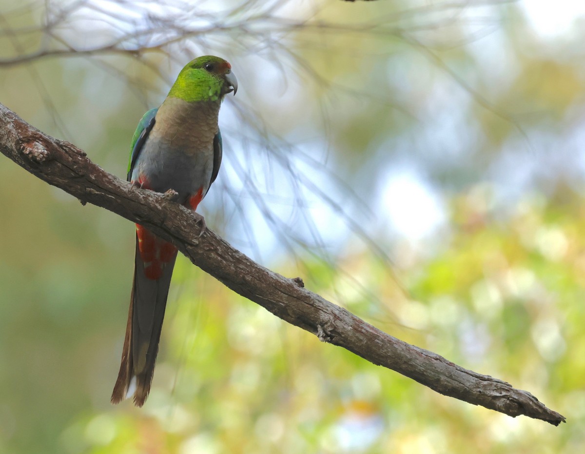Red-capped Parrot - ML603370971