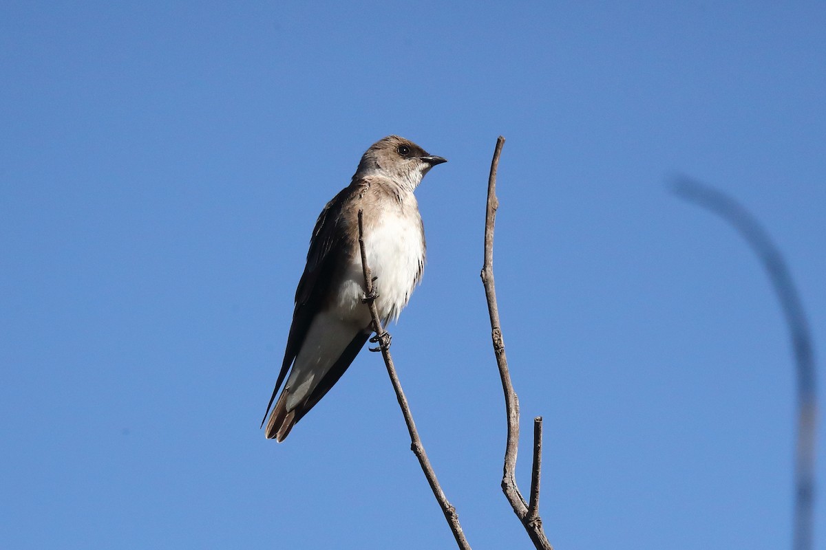 Southern Rough-winged Swallow - ML603373471