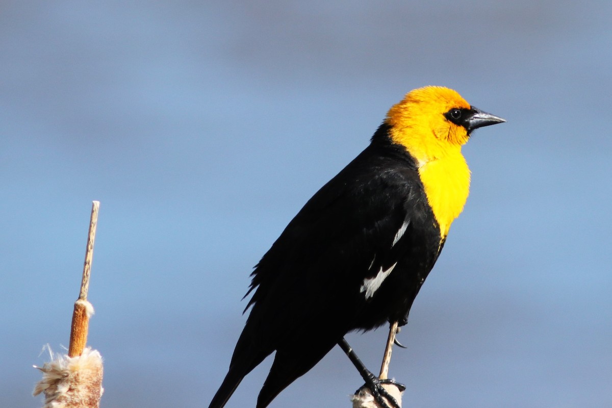 Yellow-headed Blackbird - ML60337581