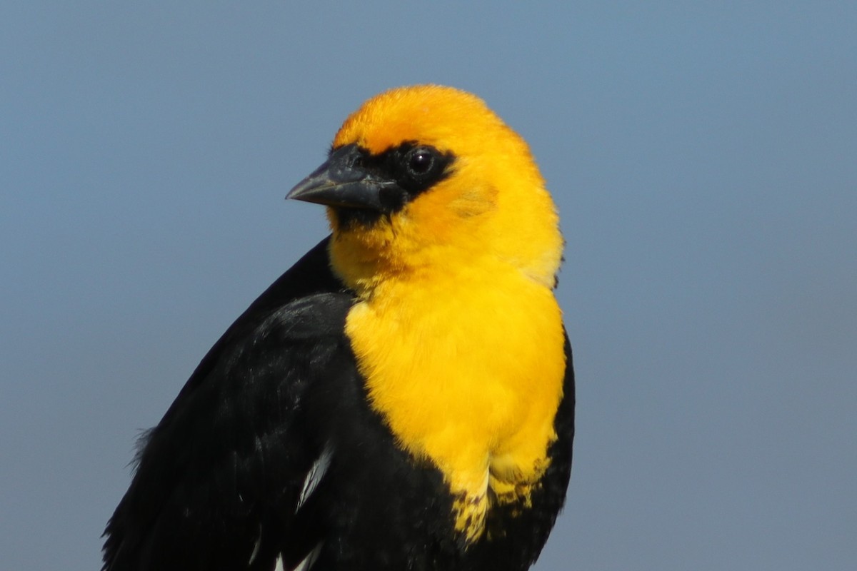 Yellow-headed Blackbird - ML60337661