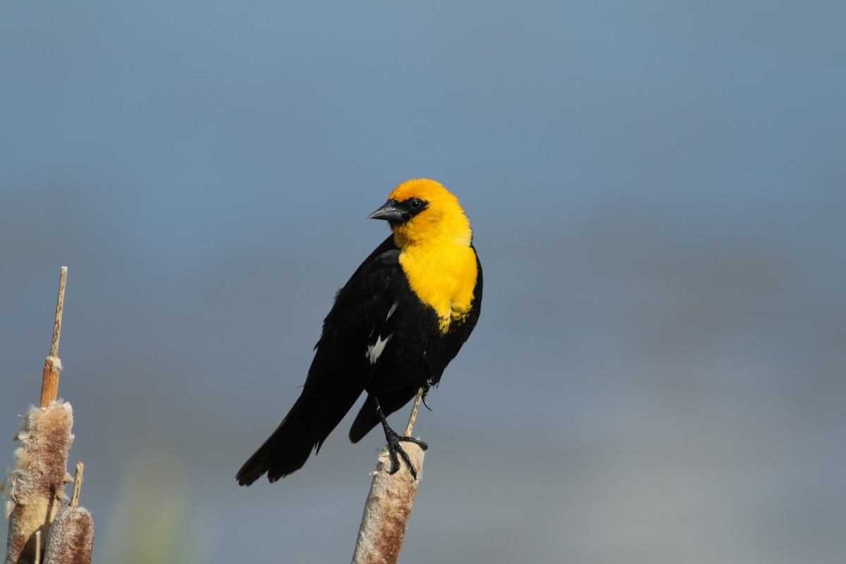 Yellow-headed Blackbird - ML60337871