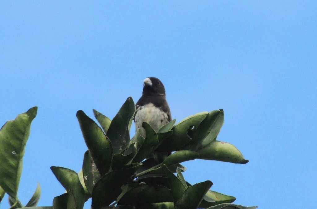 Yellow-bellied Seedeater - ML60338081