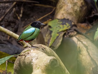  - Western Hooded Pitta (Philippine)