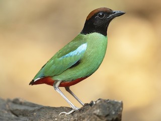 Paok hijau-asia - eBird