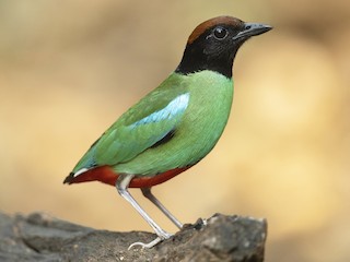 Adult (Chestnut-crowned) - Jan-Peter  Kelder - ML603381121