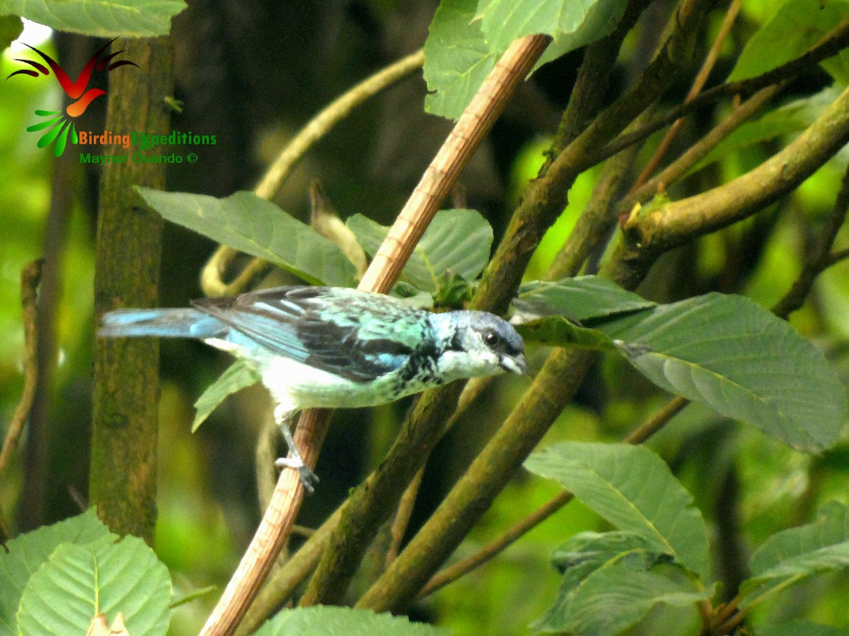 Azure-rumped Tanager - ML60338141