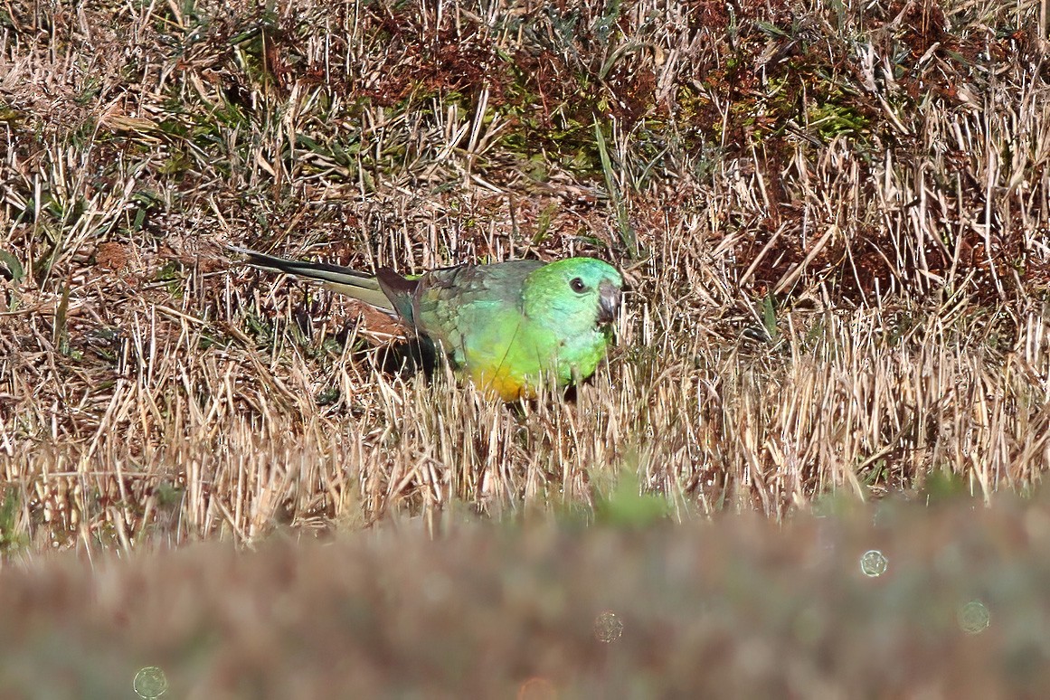 Red-rumped Parrot - ML603382341