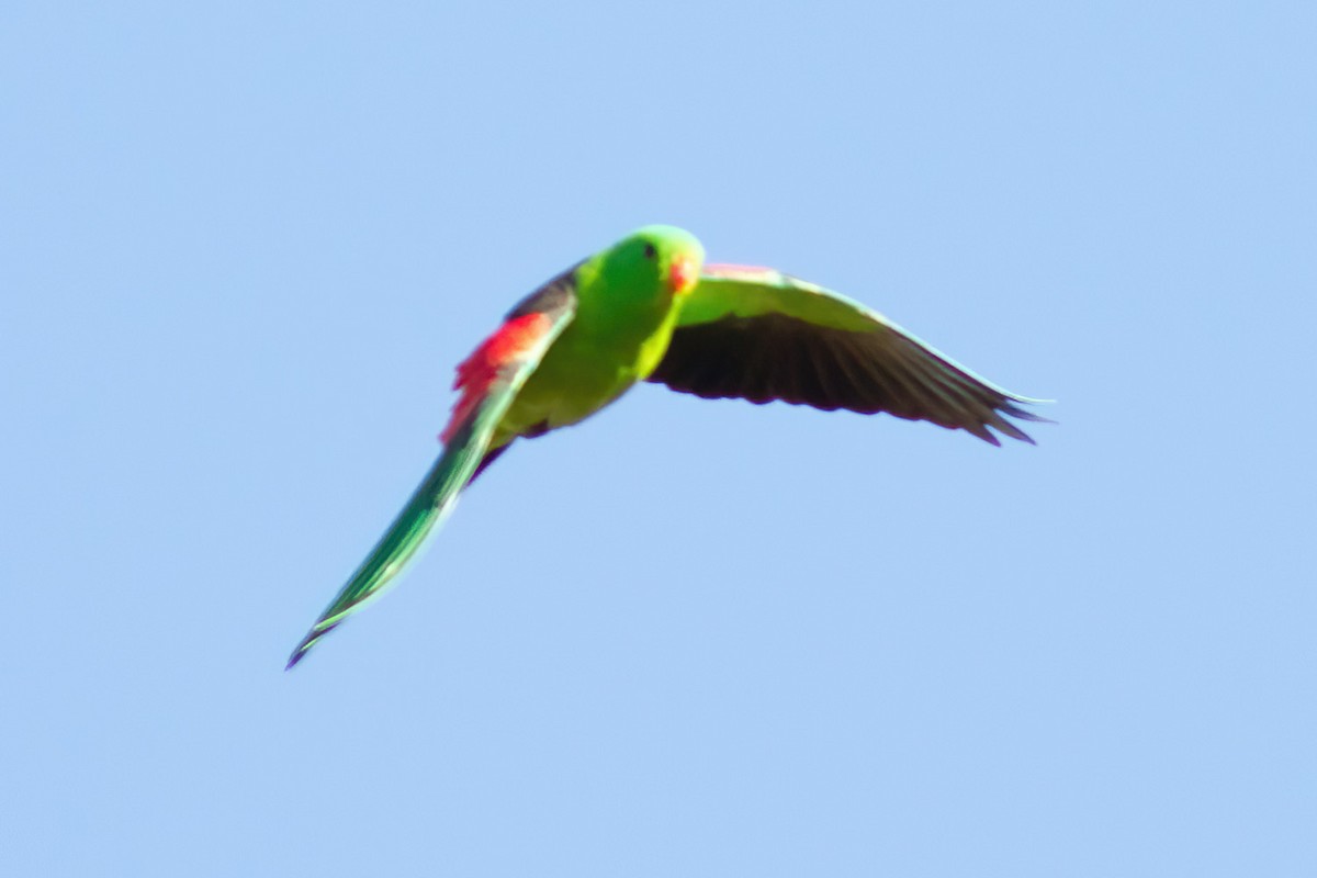 Red-winged Parrot - ML603382421