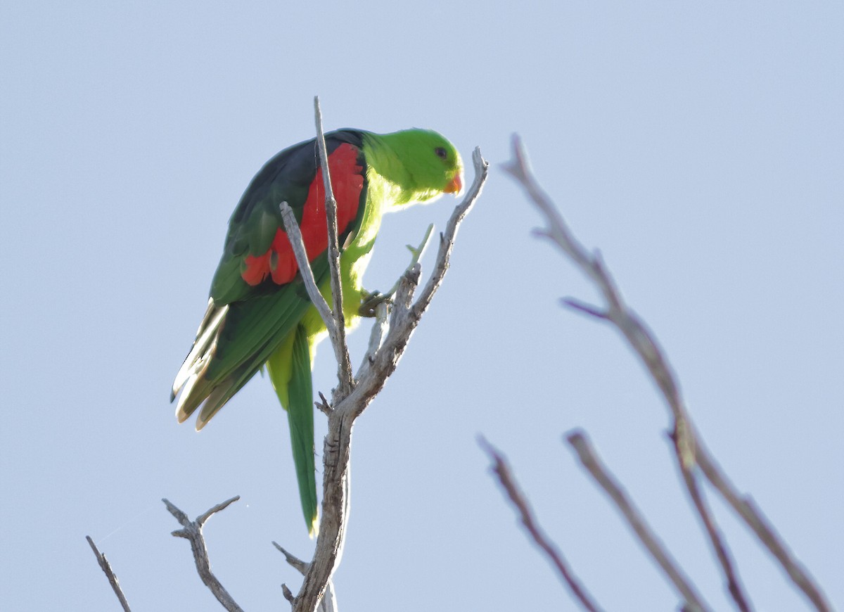 Red-winged Parrot - ML603382431