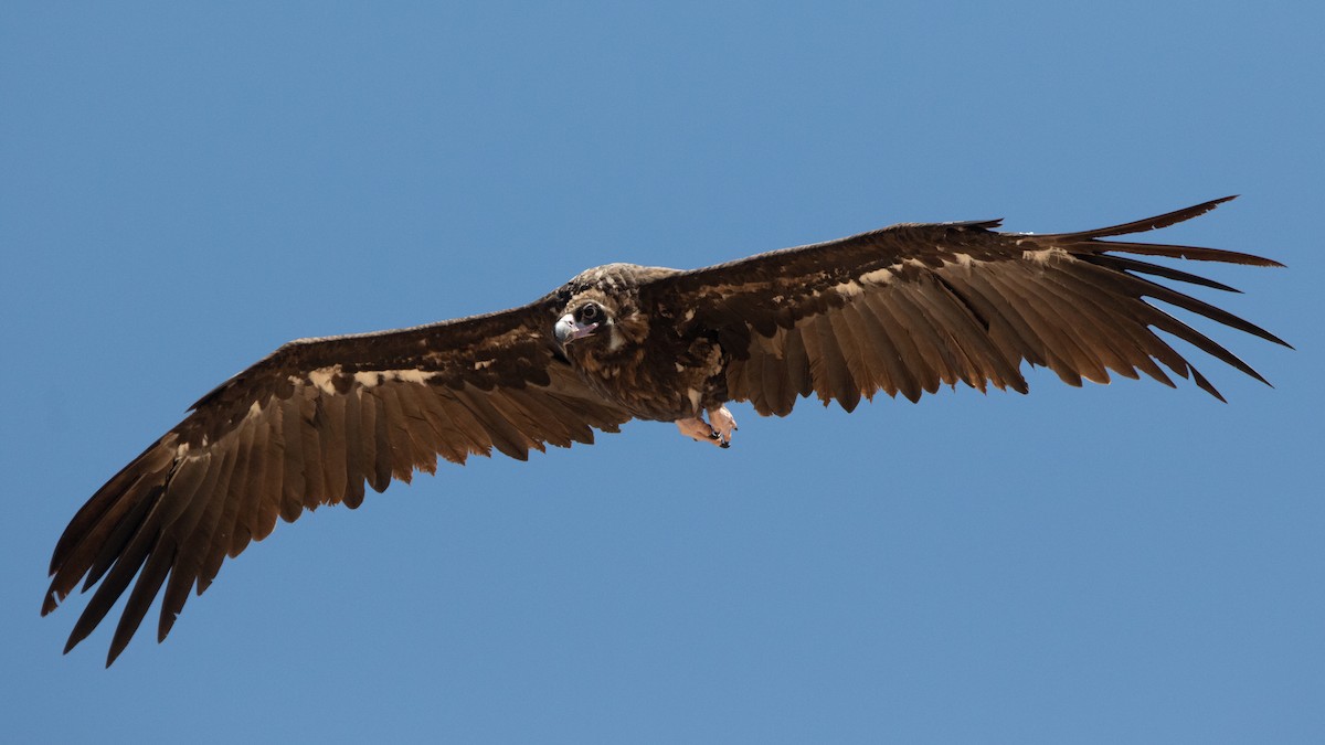 Cinereous Vulture - ML603382561