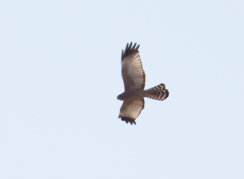 Spotted Harrier - ML603382581