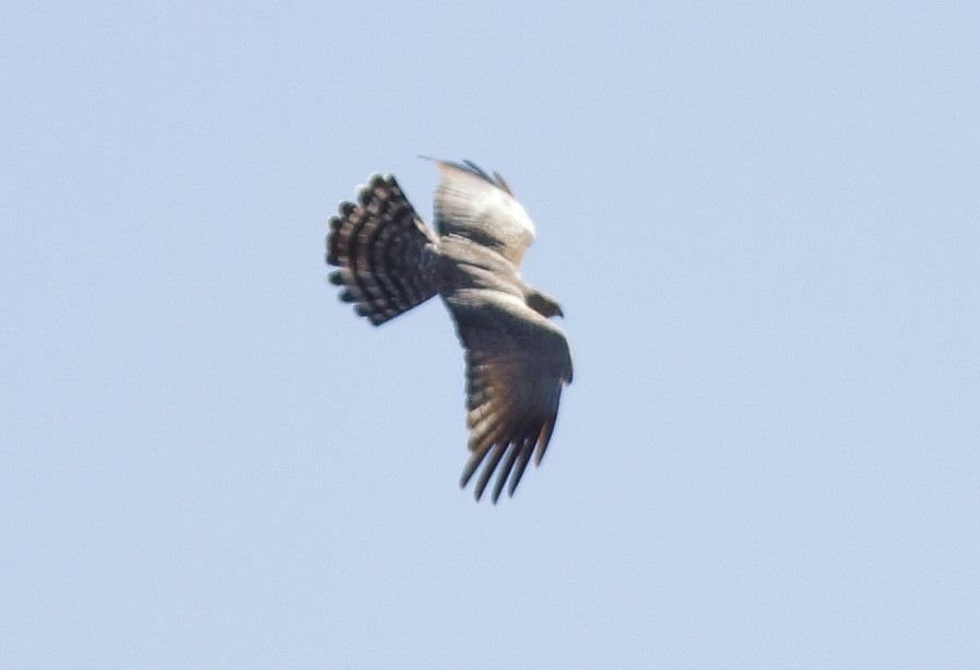 Spotted Harrier - ML603382591
