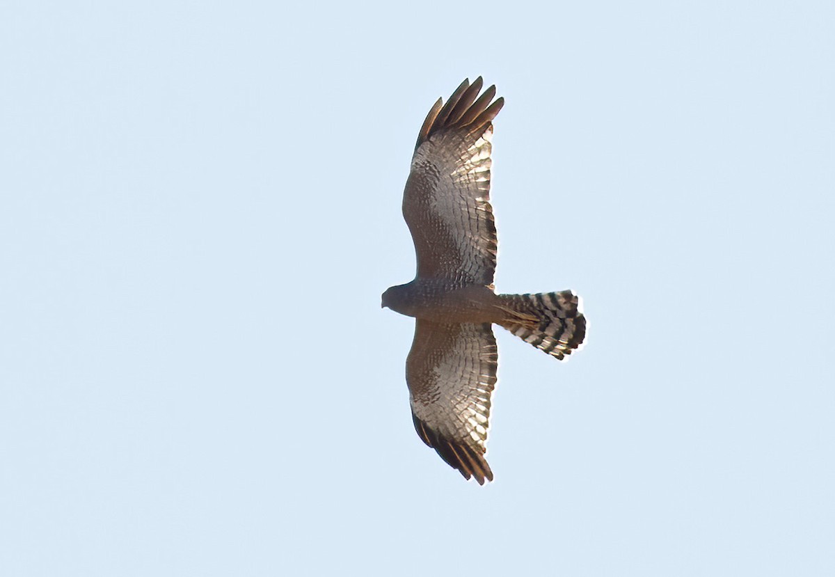 Spotted Harrier - ML603382601