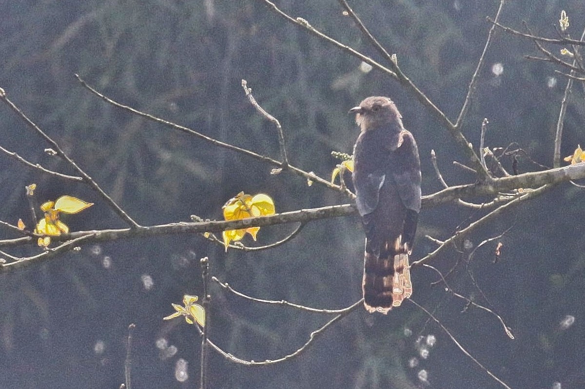Common Hawk-Cuckoo - Ali Atahan