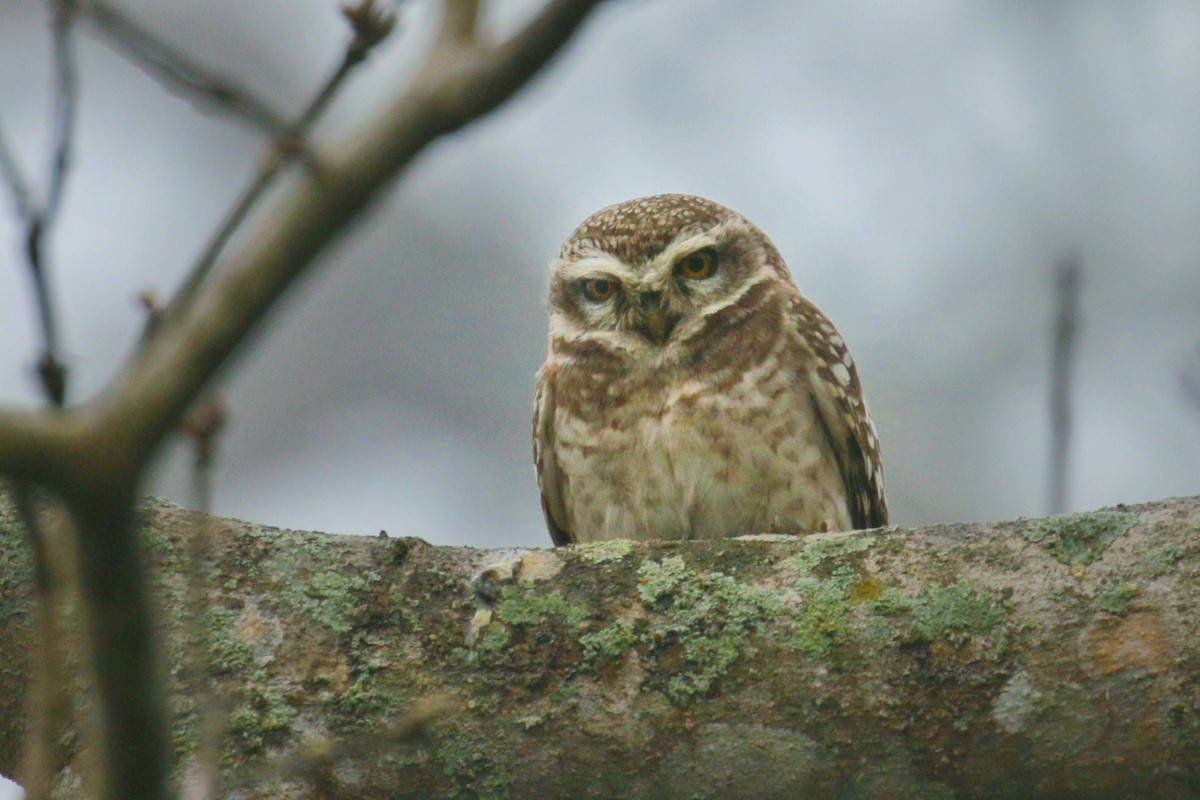 Spotted Owlet - ML603383411