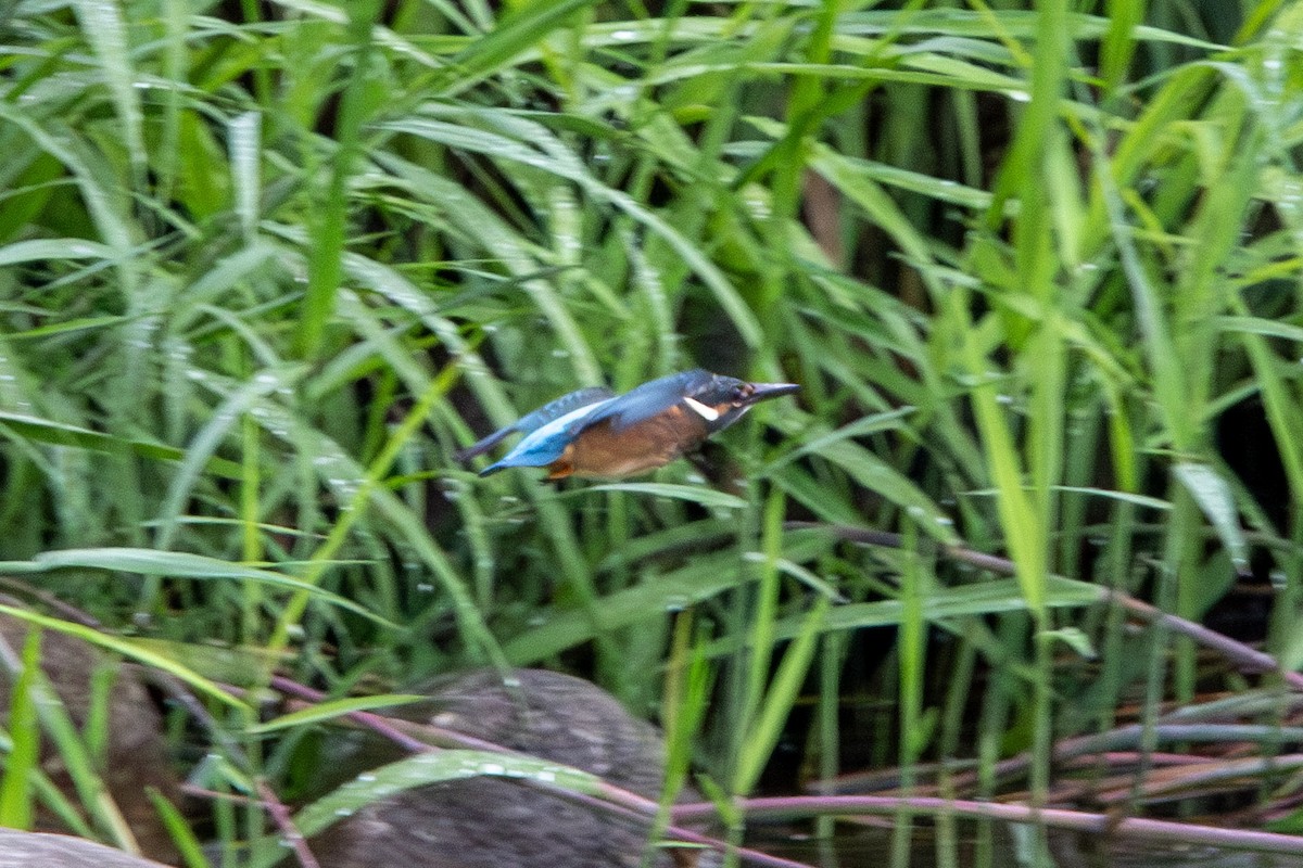 Common Kingfisher - manabu kimura