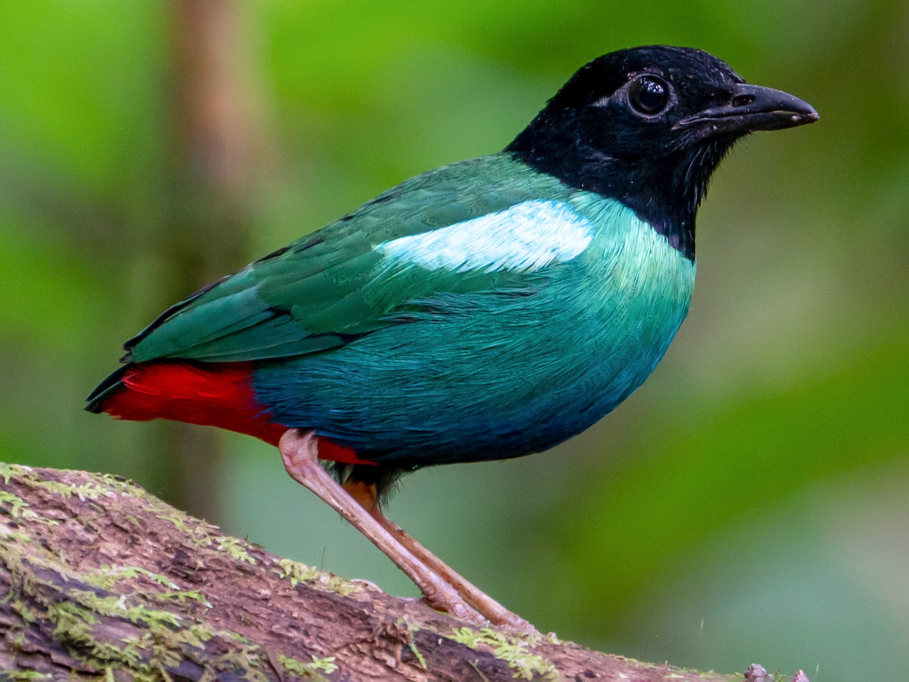 Eastern Hooded Pitta - eBird