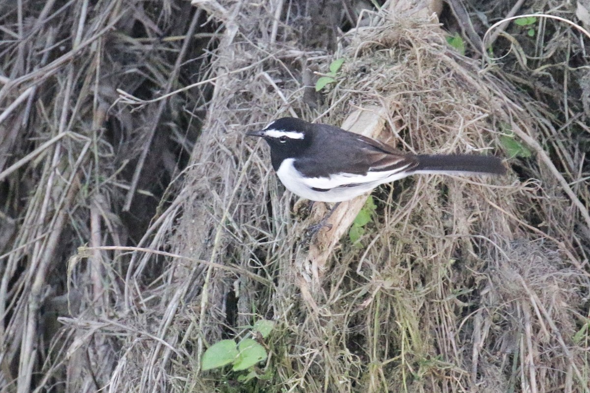 White-browed Wagtail - ML603385341