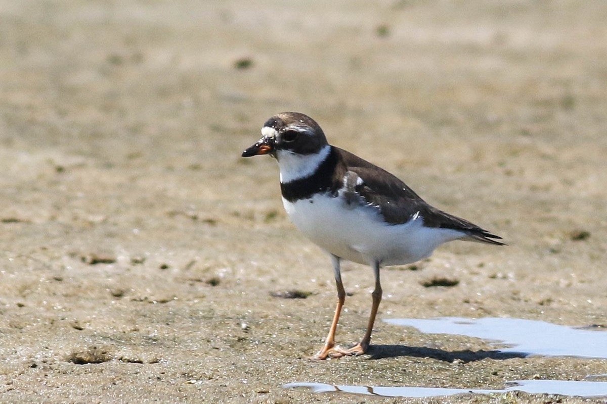 Semipalmated Plover - ML603386301