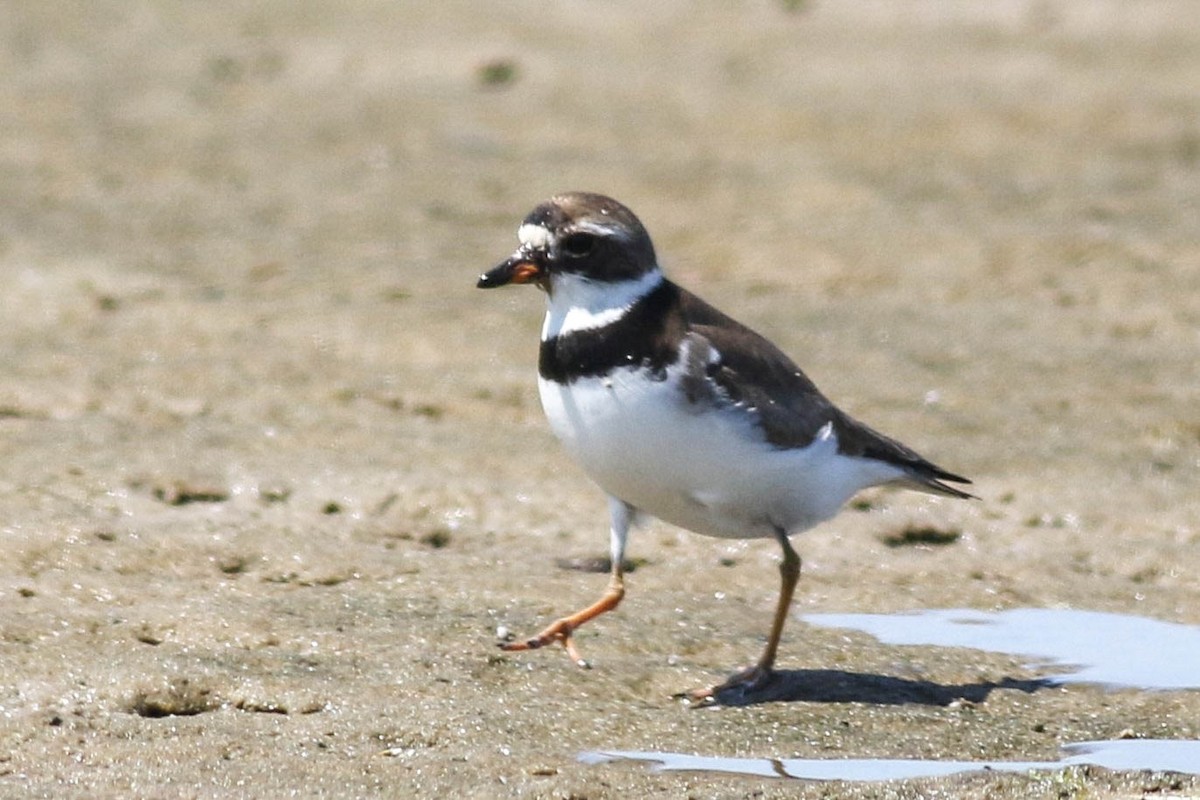 Semipalmated Plover - ML603386311