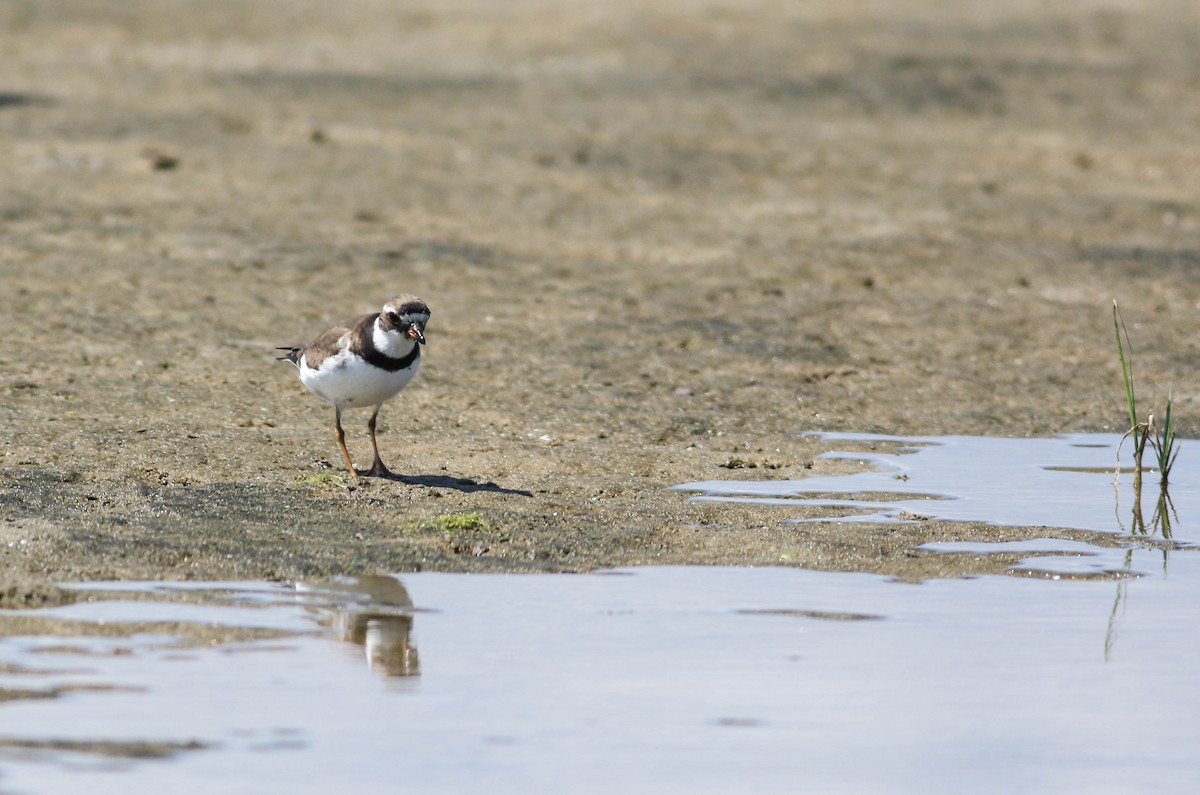 Semipalmated Plover - ML603386321