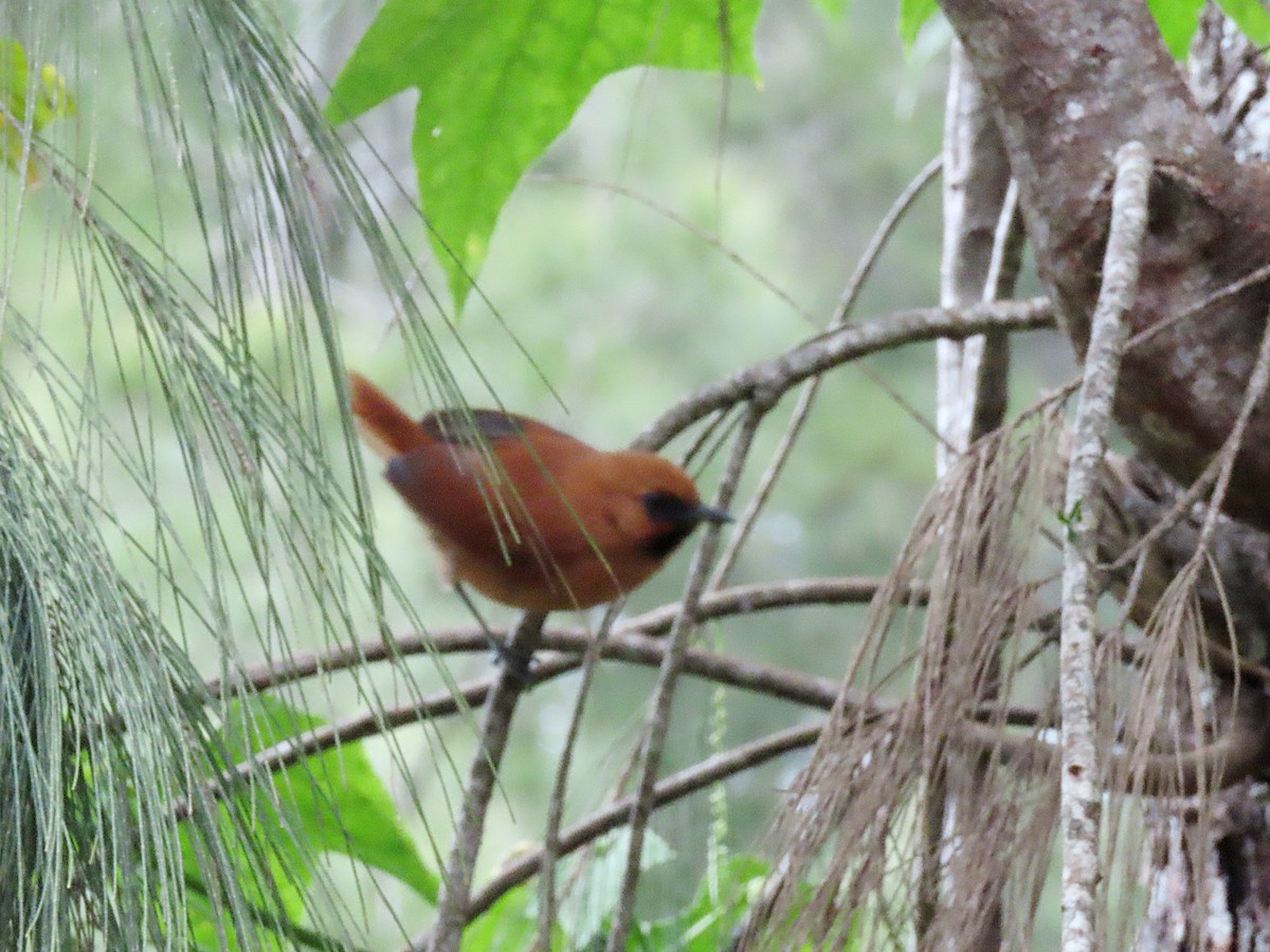 Black-throated Spinetail - ML603391101