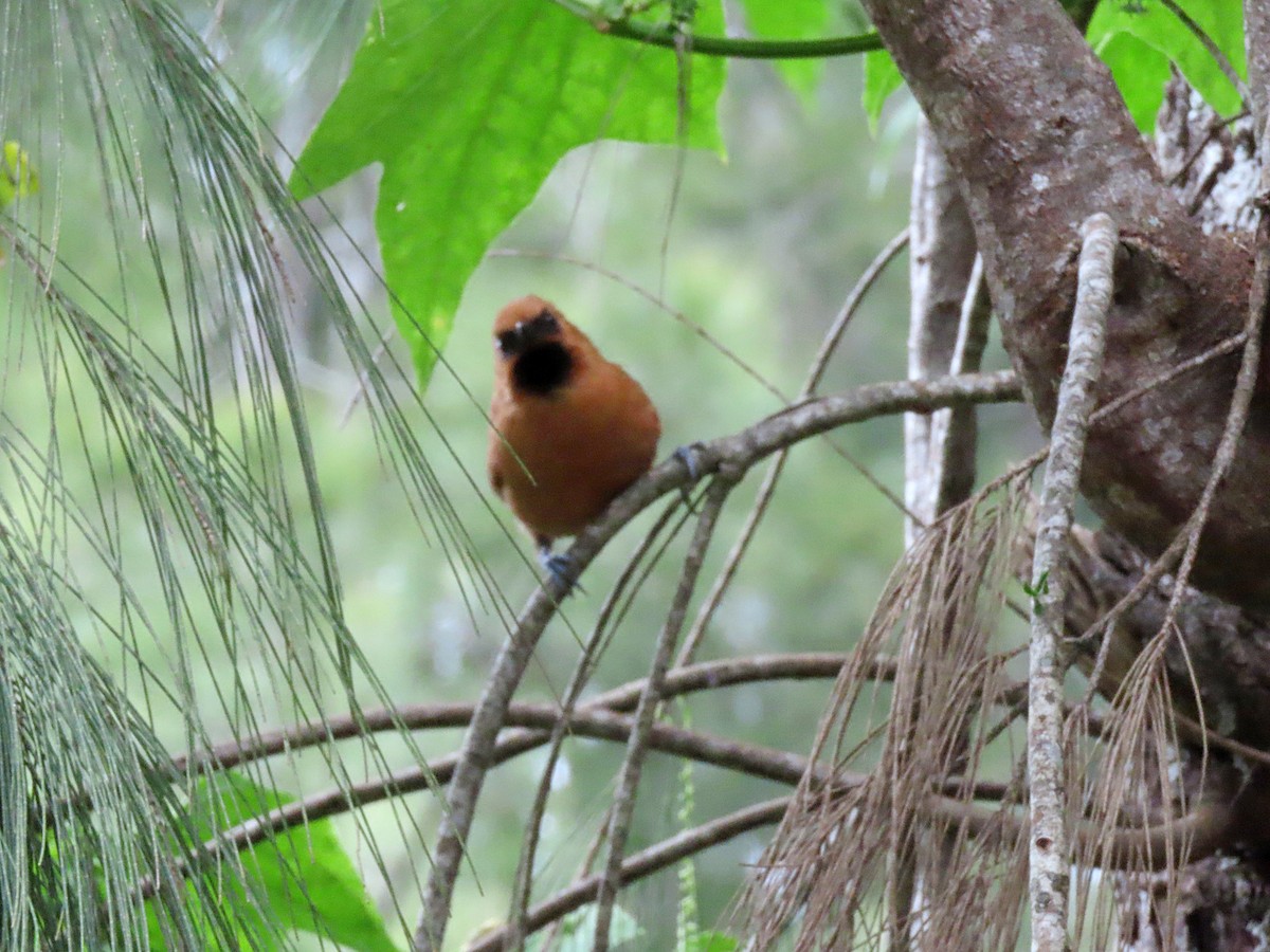 Black-throated Spinetail - ML603391111