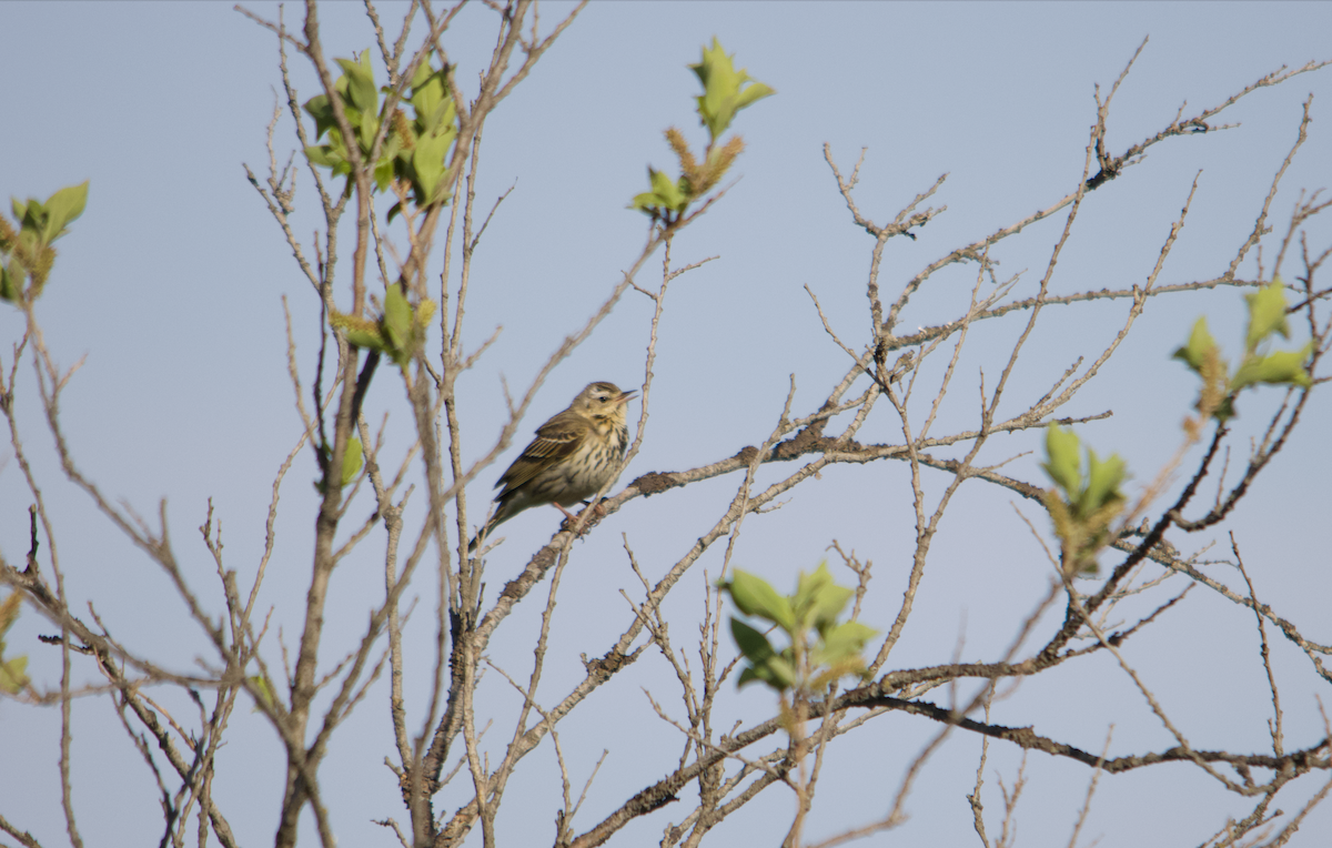 Olive-backed Pipit - ML603391311