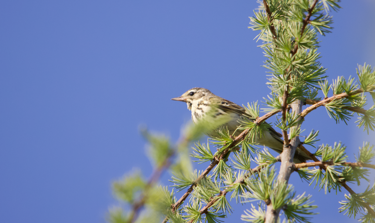 Olive-backed Pipit - ML603391721