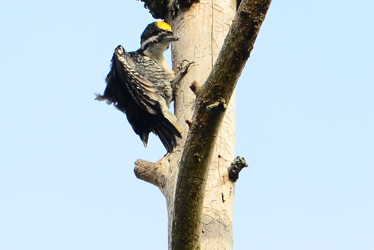 Black-backed Woodpecker - ML603396141