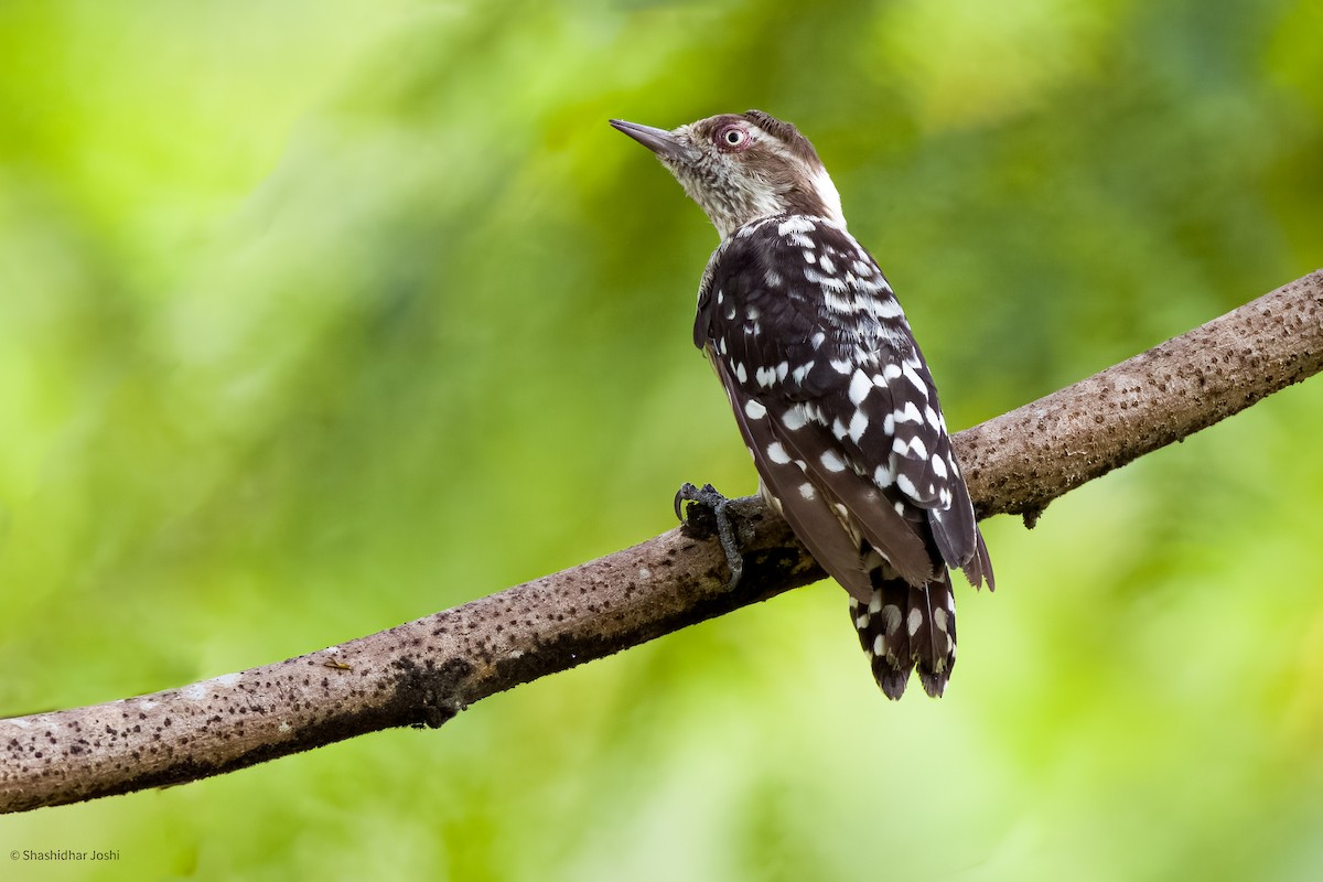 Brown-capped Pygmy Woodpecker - ML603397291