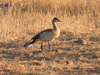 Egyptian Goose, ML603397761