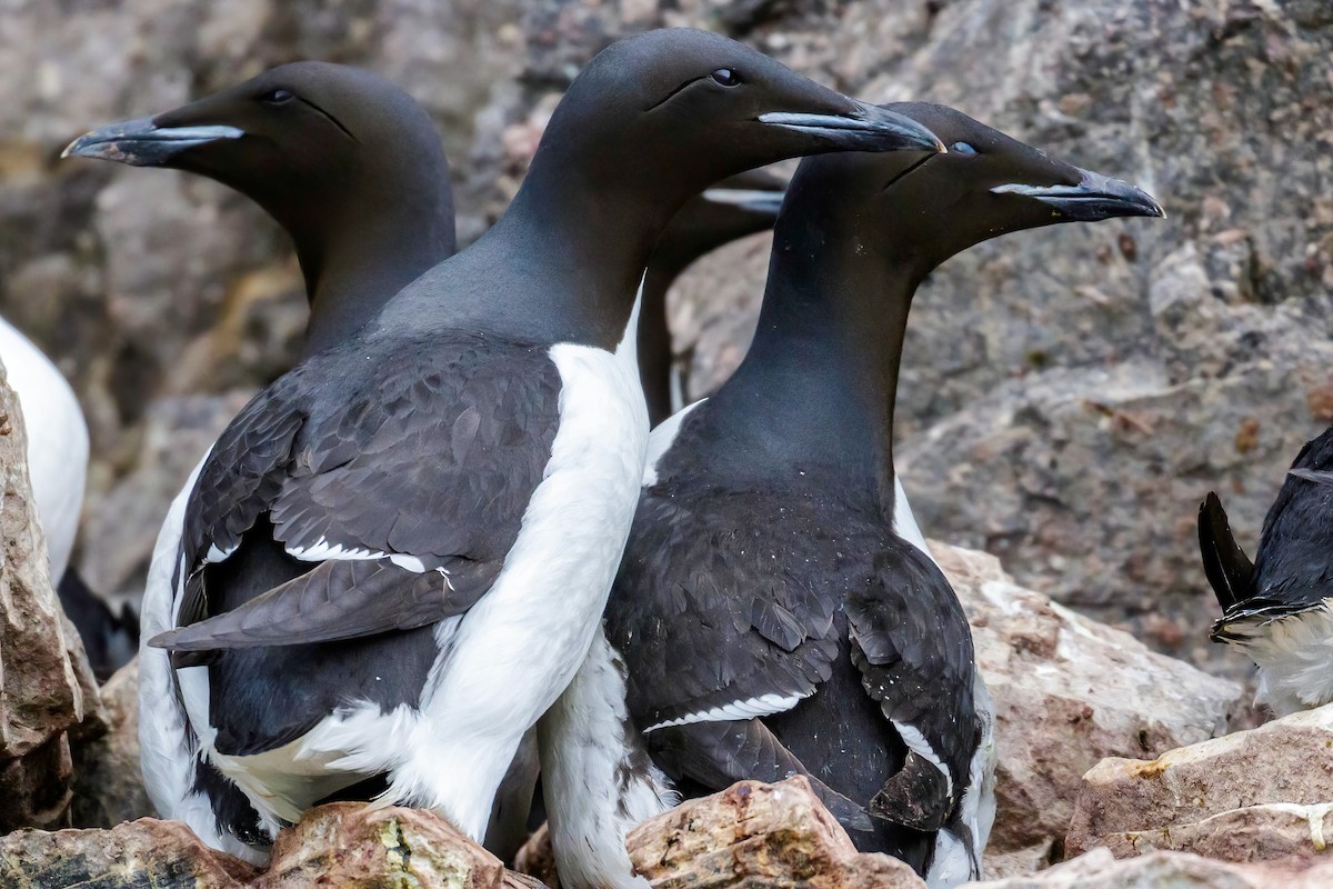 Thick-billed Murre - ML603398411
