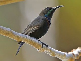  - Flores Sea Sunbird