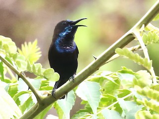  - Flores Sea Sunbird
