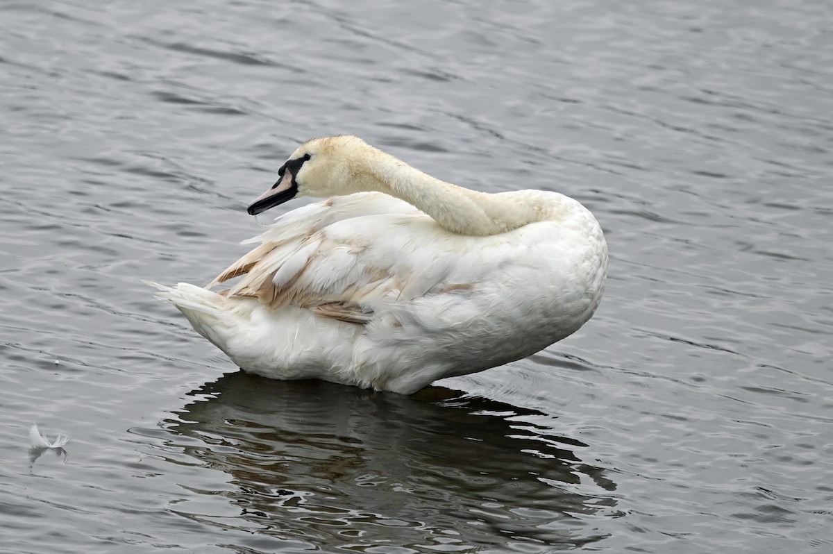 Mute Swan - Marie O'Neill