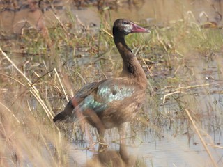 Spur-winged Goose, ML603402801