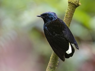  - Taveuni Silktail