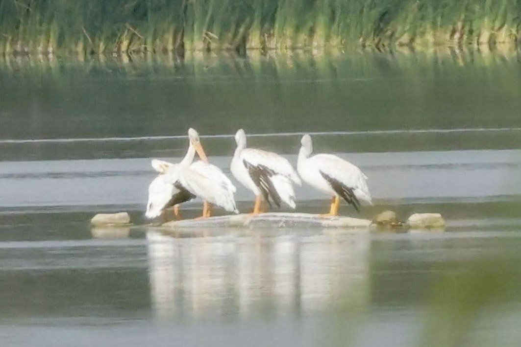 pelikán severoamerický - ML603405821