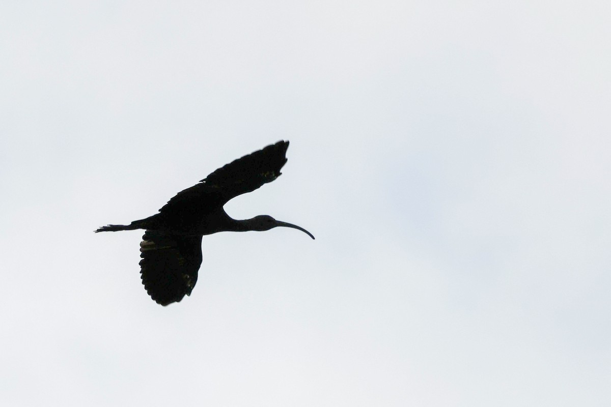 ibis americký - ML603405931
