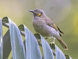  - Northern Wattled-Honeyeater